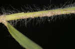 Starved panicgrass